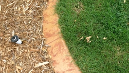 Concrete garden edging barrier between mulch and lawn